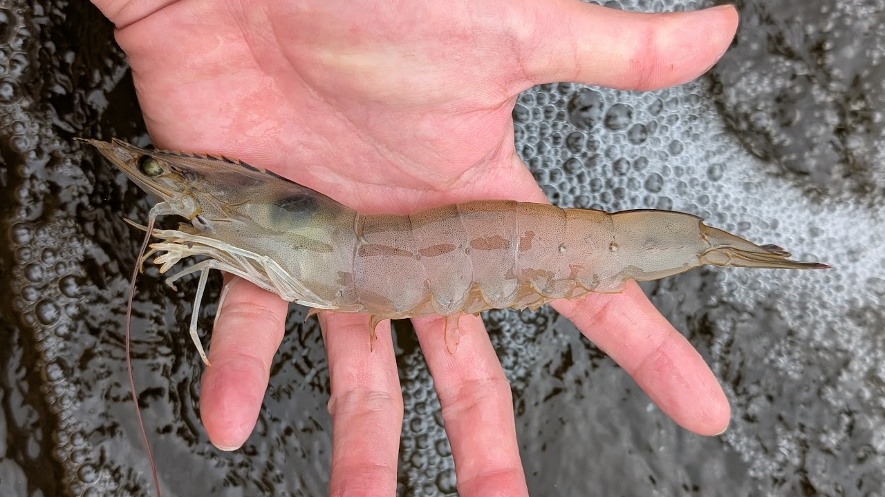 Vannamei shrimp form Farmext Base